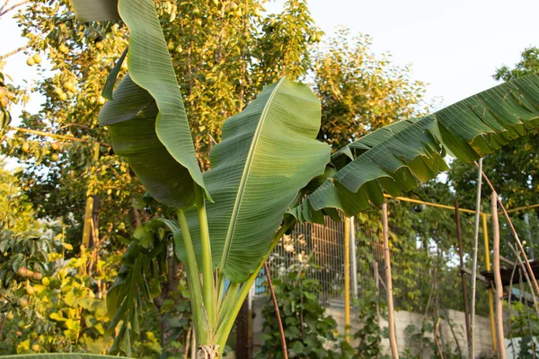 Árbol de plátano con hojas nuevas en verano — Foto de Stock