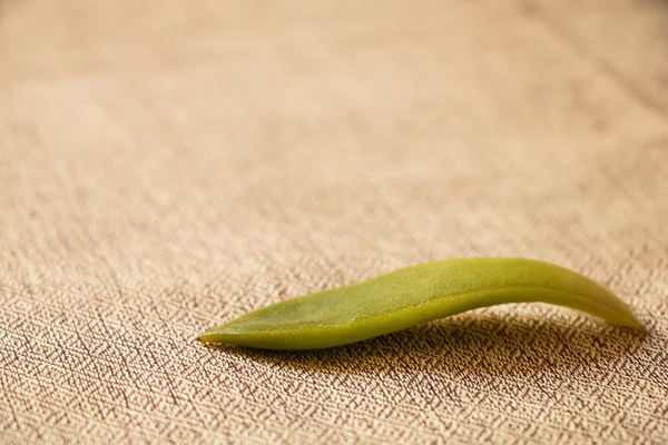 Echeveria szaporítási a levél fogalmát. Succulent növény. Lemezterület másolása. — Stock Fotó