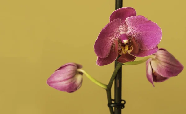 Pink orchid bloom on a yellow background with copy space — Stock Photo, Image