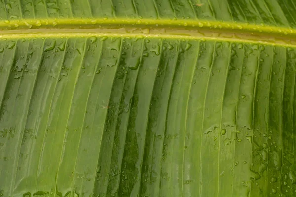 Fondo con texture di foglie di banana, con acqua sopra. Da vicino. — Foto Stock