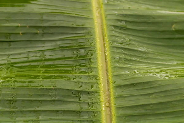 Банановый лист текстуры backgrund, с водой на нем. Закрыть — стоковое фото