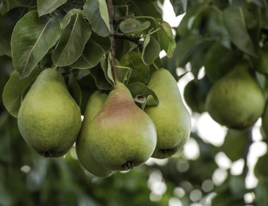 Ağaçta bir demet armut