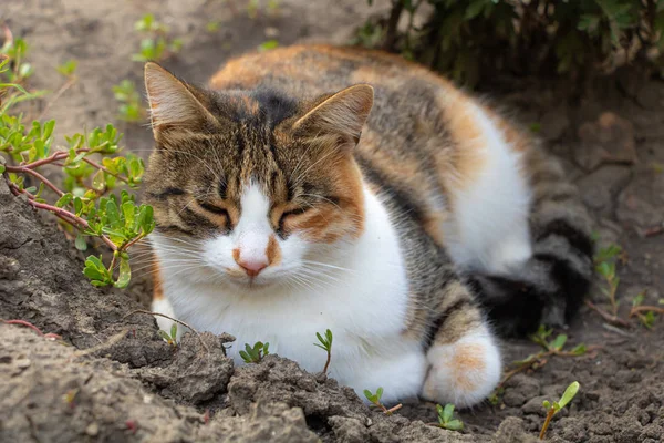 Adorable cat sleeping in the garden. Beautiful kitty — Stock Photo, Image