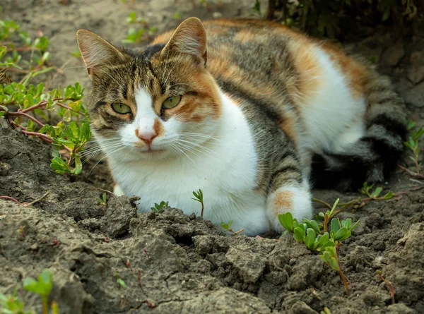 Hermoso gato en el jardín. Gato de tres colores — Foto de Stock