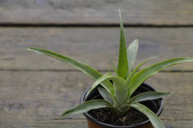 Çok güzel yaprakları ile tencerede bir ananas yakın