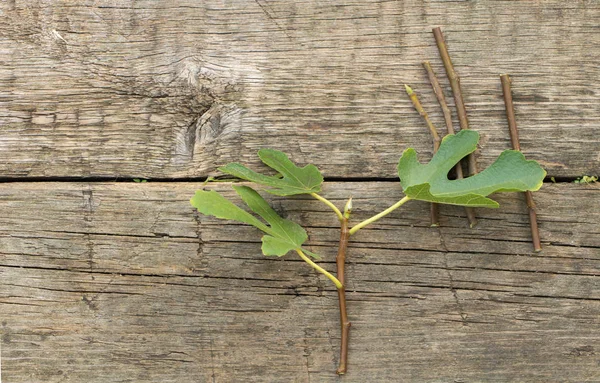 Potatura dell'albero di fico per talea. Sfondo in legno — Foto Stock