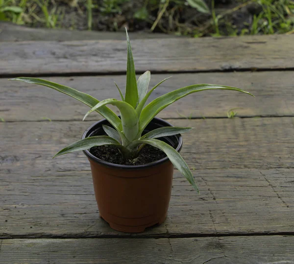 Giovane pianta di ananas che cresce bella. Sfondo in legno — Foto Stock