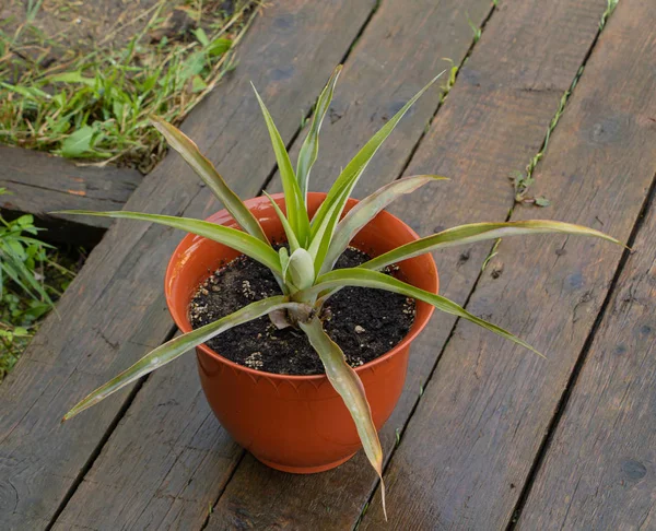Ананасовое растение, посаженное в кастрюлю. Деревянный фон — стоковое фото