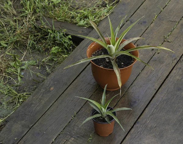 Dwa ananasy na drewnianym tle, jeden duży i jeszcze jeden mały — Zdjęcie stockowe
