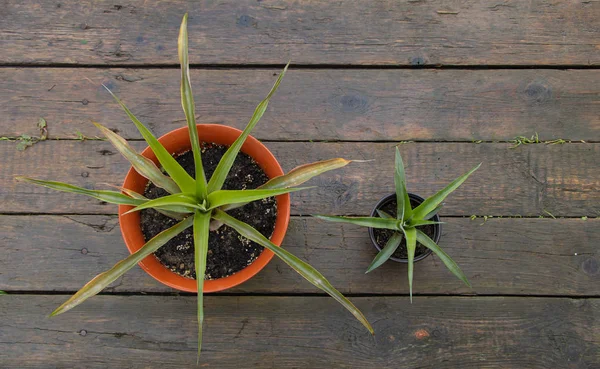 Ahşap arka plan üzerinde iki ananas, bir büyük ve başka bir küçük