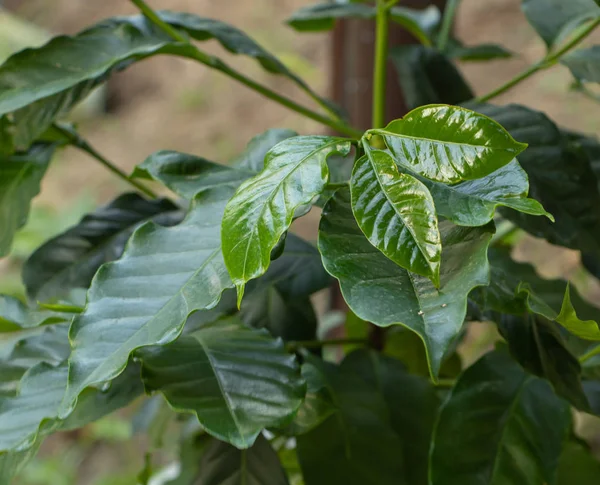 Un árbol de café con hojas brillantes. Concepto de árbol coofee en crecimiento — Foto de Stock