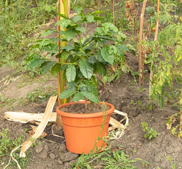 Кофейное дерево арабики, растущее в горшке — стоковое фото