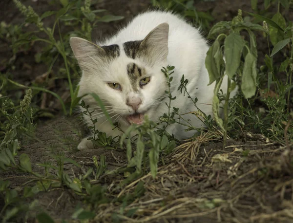 En vit katt med öppen mun utanför — Stockfoto