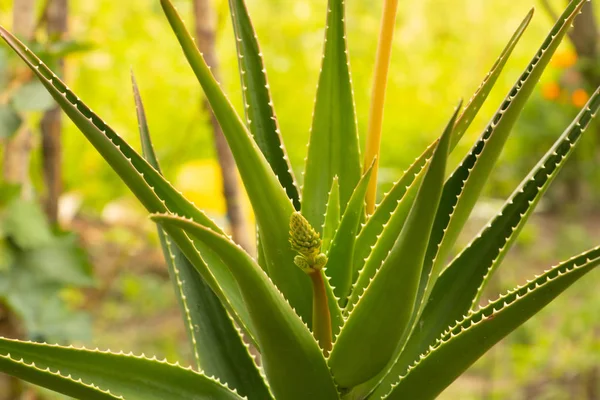 Aloe con capullo de flores. Planta suculenta —  Fotos de Stock