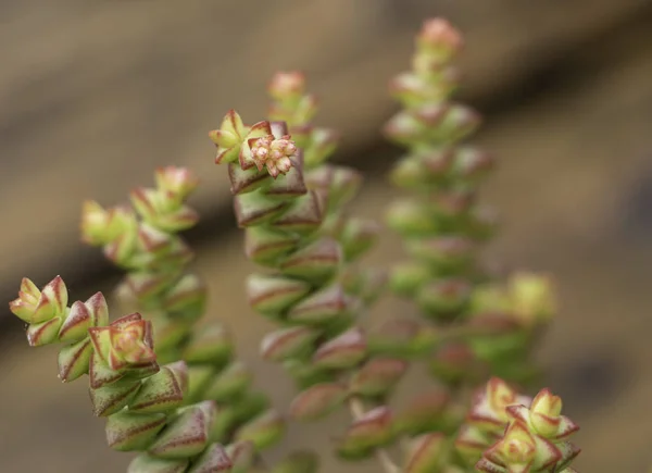 Las flores pequeñas en un sedum planta suculenta de cerca —  Fotos de Stock
