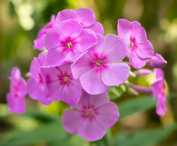 Phlox-flox flores con hermosos pétalos rosados —  Fotos de Stock