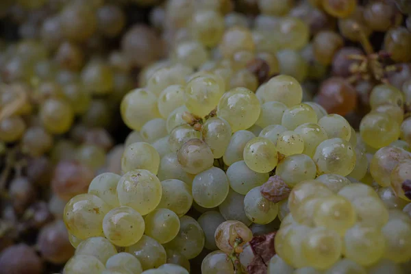 Gebakken druiven met veel sap voor wijn — Stockfoto
