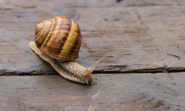 Tahta arka planda bir salyangoz yürüyüşe çıktı.