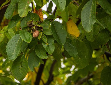 Sonbaharda ağaçtan bir ceviz düşer.
