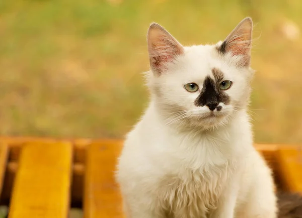 一只头上涂黑的可爱的白猫 — 图库照片