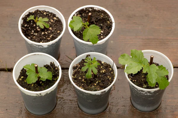 Plántulas de higuera plantadas en macetas pequeñas —  Fotos de Stock
