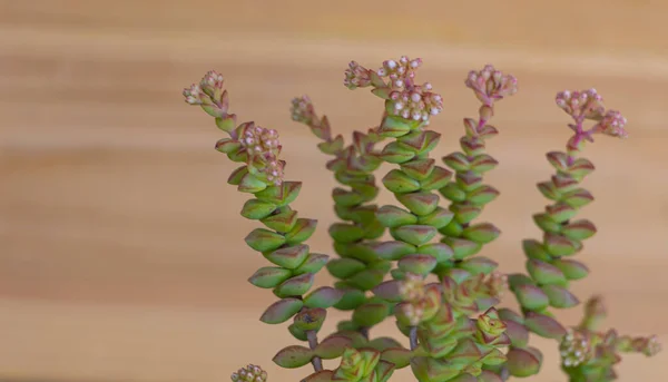 Crassula rupestris con pequeñas flores sobre fondo de madera —  Fotos de Stock