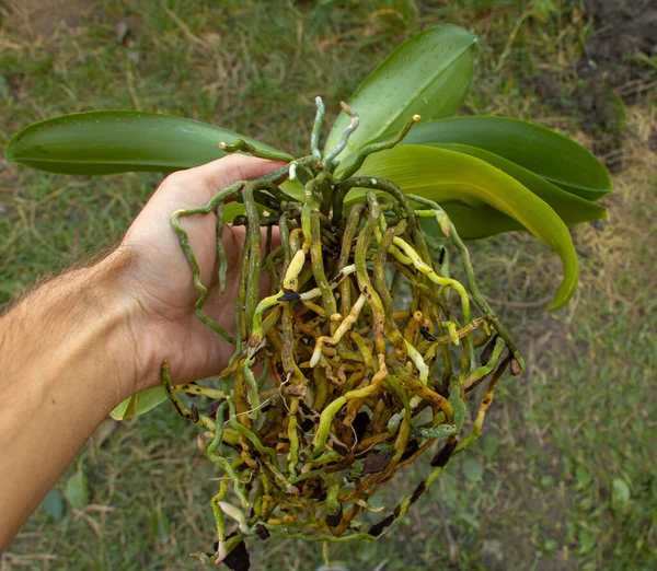 Trasplante de mano de orquídea, orquídea phalaenopsis con muchas raíces —  Fotos de Stock