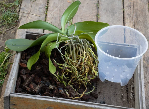 Bagaimana ke repot Orchid konsep. Menanam anggrek di kulit — Stok Foto