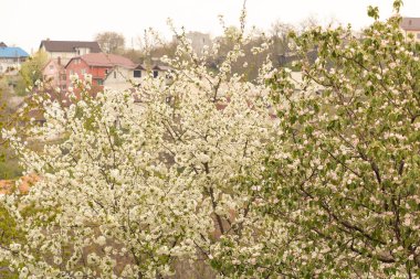Bahçedeki çiçek açan ağaçlar beyaz çiçeklerle.