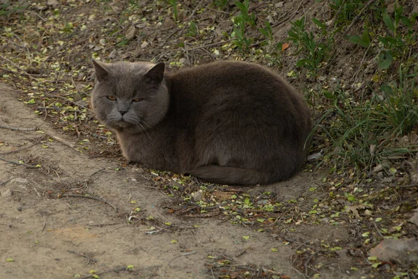 茶色の目をした英国の短毛猫の肖像 — ストック写真