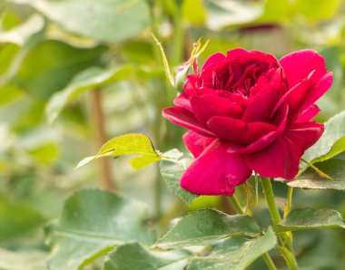 Çiçekli kırmızı gül, mis kokulu çok güzel..