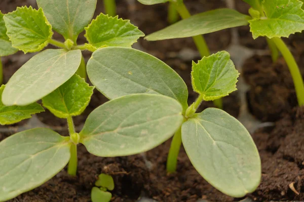 Les Plants Concombre Ferment Prêts Être Plantés Dans Jardin — Photo