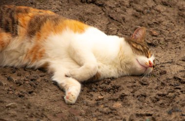 Yerde uyuyan bir kedinin portresi.
