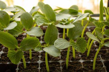Pencerede salatalık fideleri iyi yetişmiş..