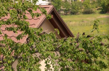 Sığırcıklar kiraz ağacının dalına dikilmiş.