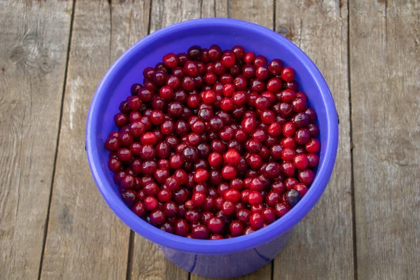 Un seau de cerises rouges fraîches fraîchement cueillies dans l'arbre — Photo