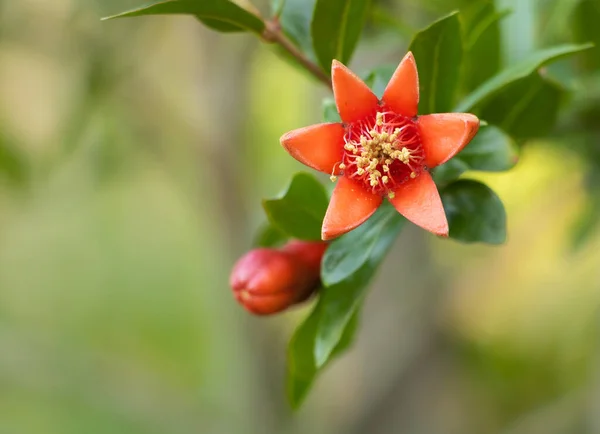 Pomegranate tree in very beautiful red bloom like a star. How to make pomegrnate to bloom concept — Stock Photo, Image