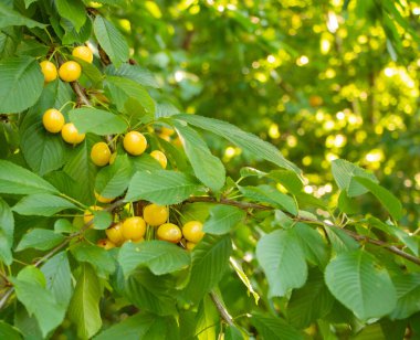 Ağaçtaki sarı kirazlar. Çok tatlı cerries.