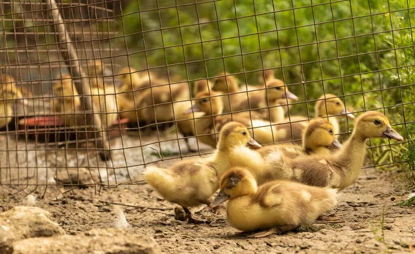Pollos de pato moscovita se sientan juntos y esperan la comida — Foto de Stock