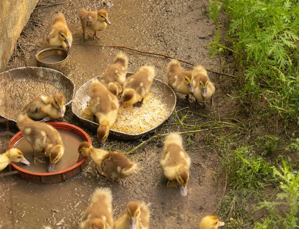 Pollos de pato moscovita comen su comida, concepto de granjero — Foto de Stock