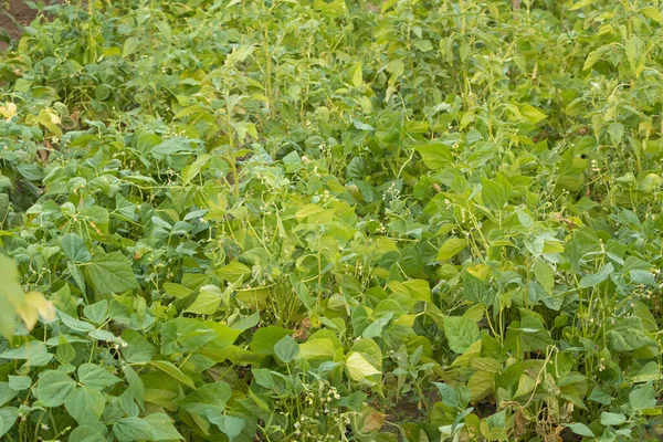 Campo di fagioli nella vegetazione. Come coltivare i fagioli a casa — Foto Stock