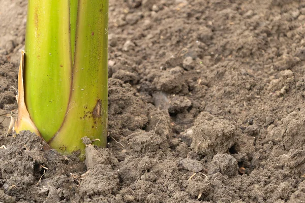 Bananenpseudosysteem dicht. Gezond en krachtig groeiend — Stockfoto