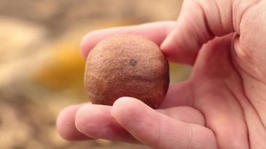 Avokado tohumu bahçıvanın elinde