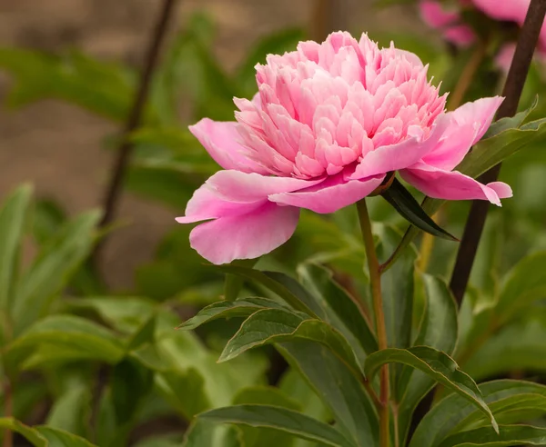 芬芳的牡丹绽放在粉红色美丽的花朵中 — 图库照片
