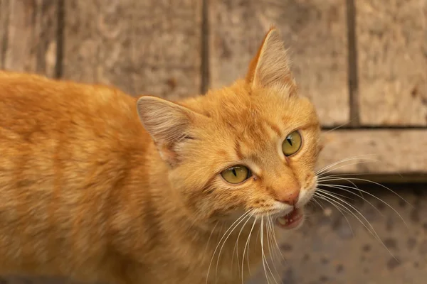 Kahverengi bir kedi miyavlıyor ve miyavlıyor.