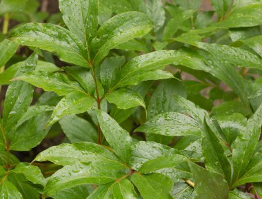 Üzerinde su damlaları olan güzel şakayık yaprakları. Arkaplan Resmi.