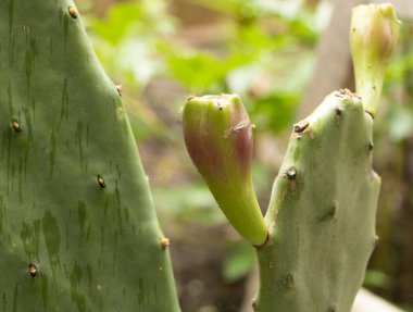 Meyveli Opuntia kaktüsü olgunlaşma sürecinde..