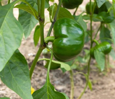 Bahçede taze çan biberi yetişiyor. Sebze bahçesi konsepti.