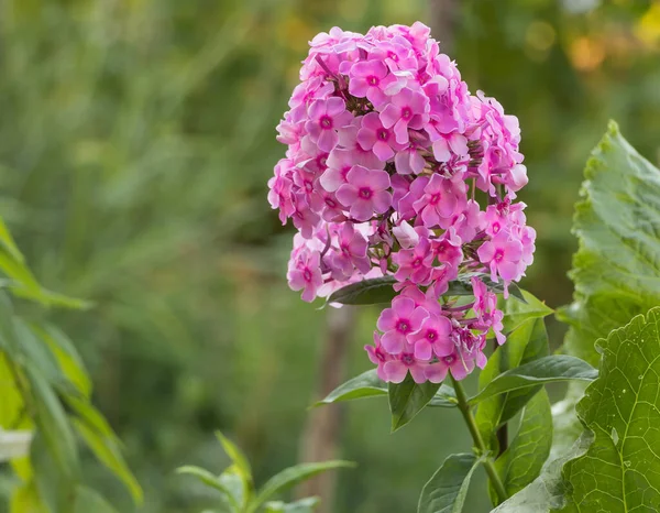 Phlox 美しいピンクの花びらを持つフラックスの花 — ストック写真