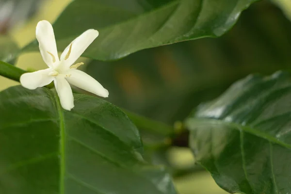 Coffee Tree Bloom Macro Tiny White Flower Star — Stock Photo, Image